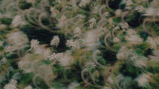 Abstract flowers in the wind